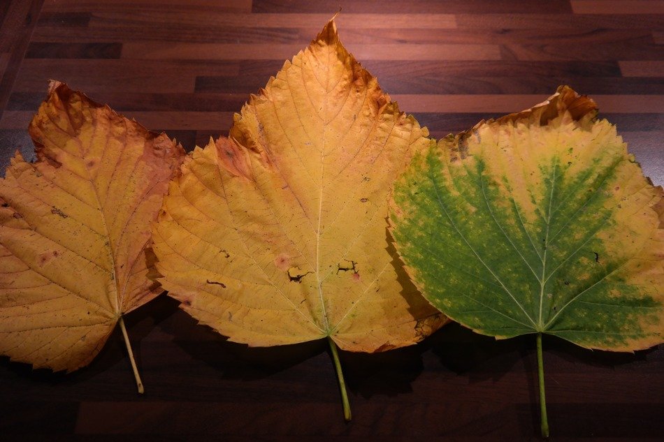 three elm leaves on the table