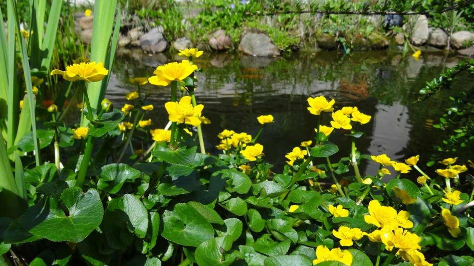 buttercup, Yellow flowers at pond