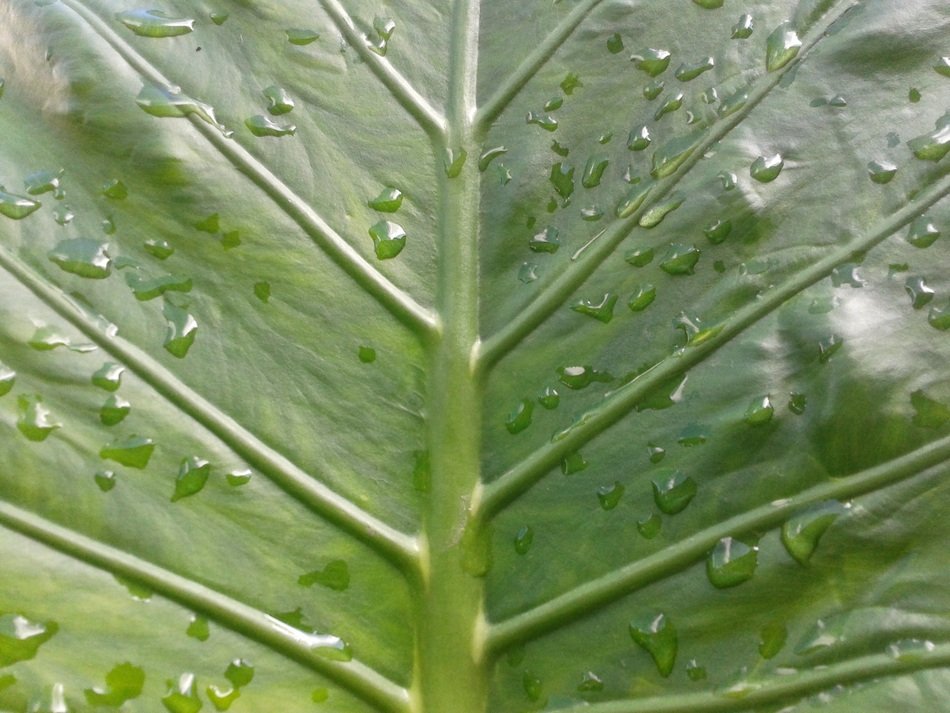 Picture of the drops on a leaf