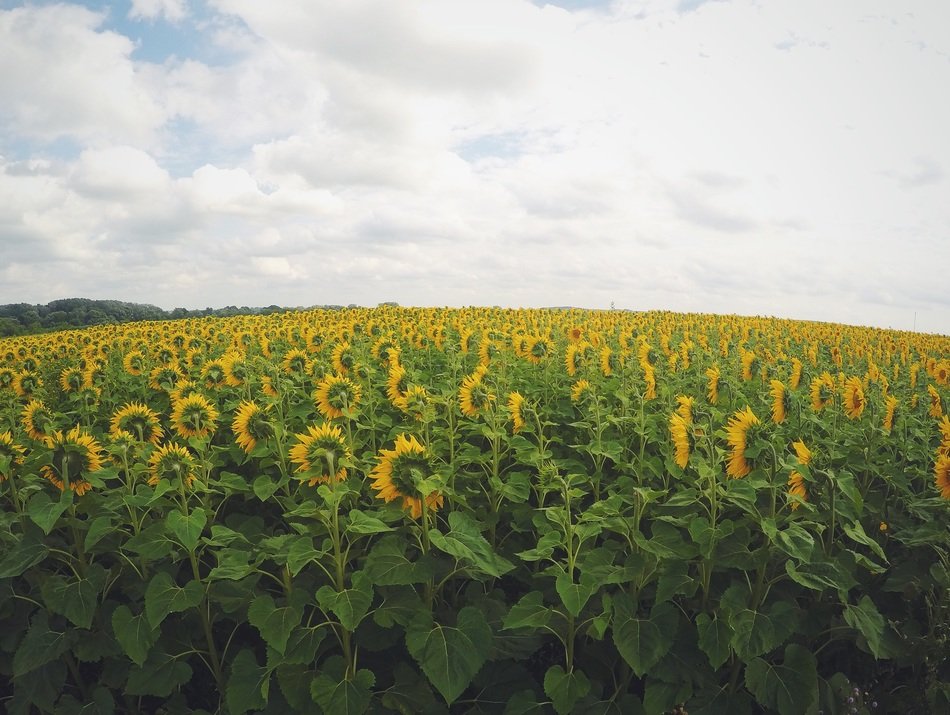 clouds over the sunflower field