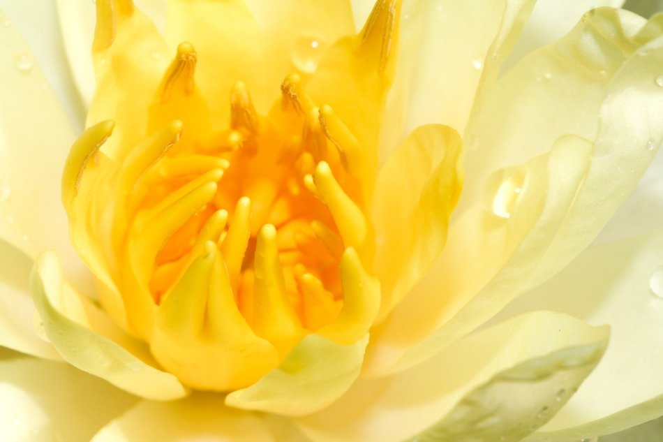 water lily plant close-up