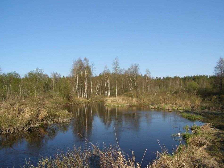 Pond in in the forest in spring
