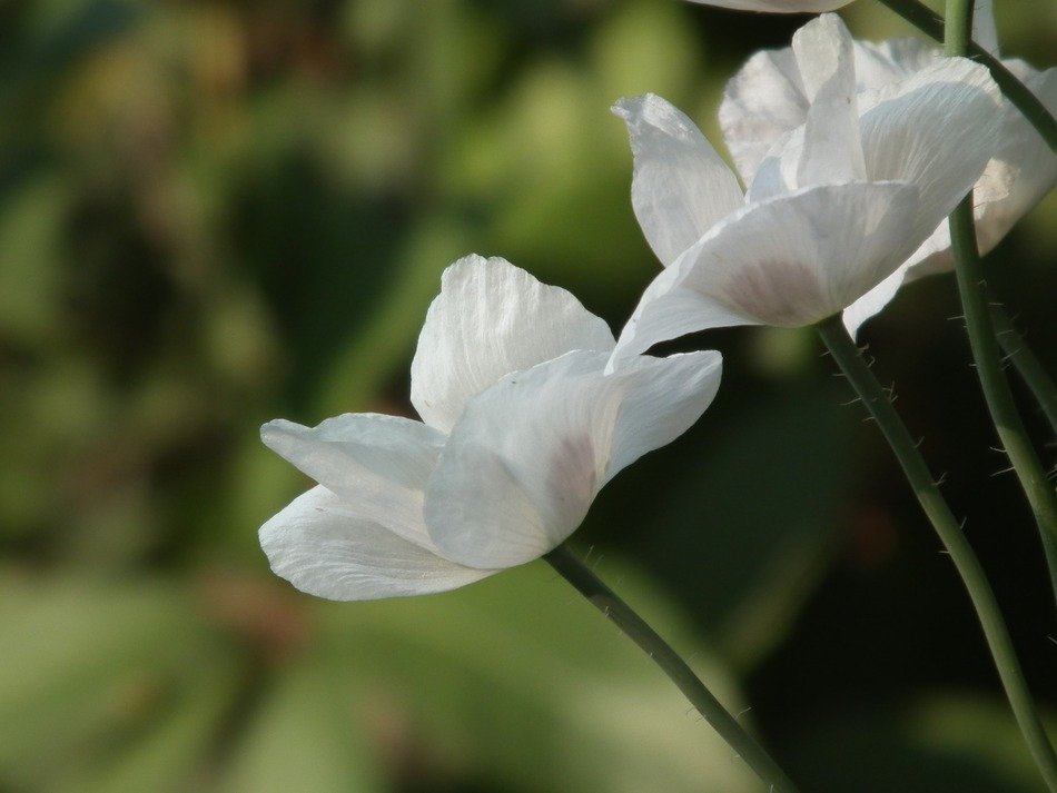 mack flowers