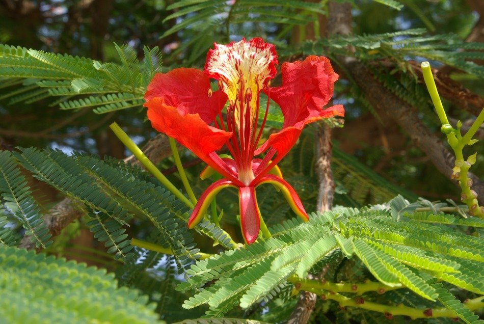 flamboyant blossom bloom red