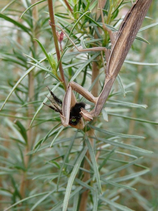 Mantis on the plant