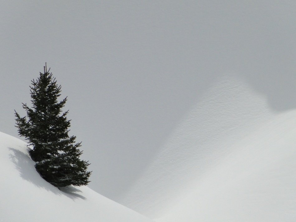 conifer on snowy mountain