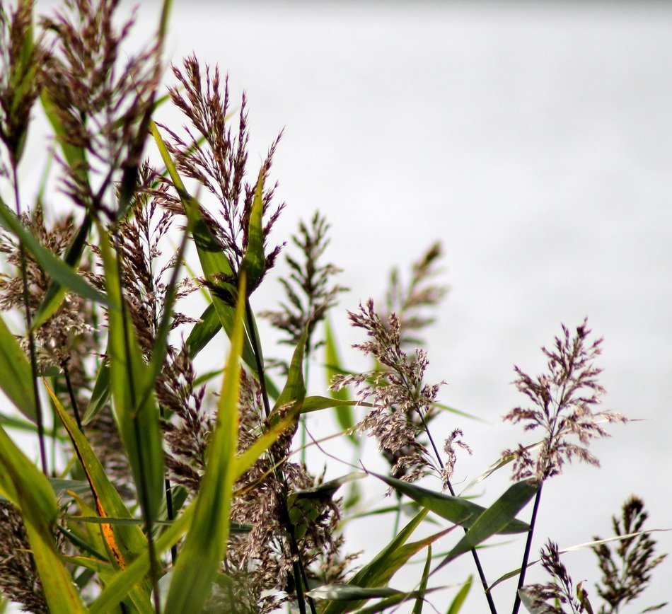 plants over a lake in denmark