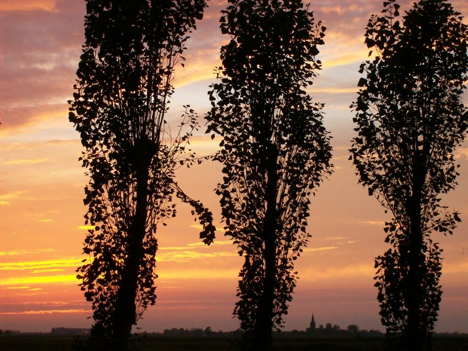 Sunset sky behind the poplars