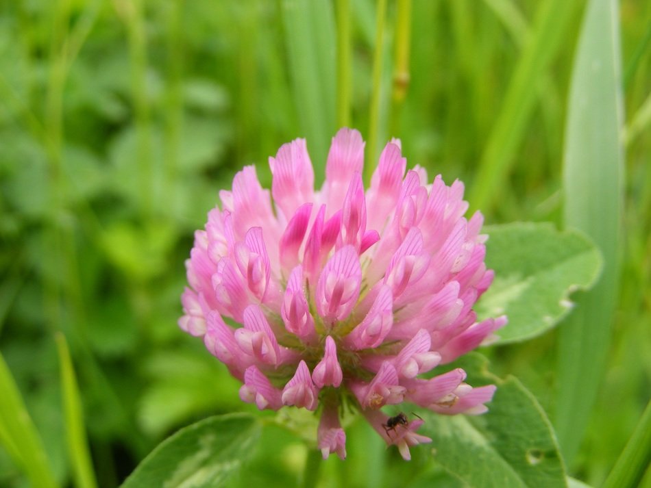 Pink klee flowers