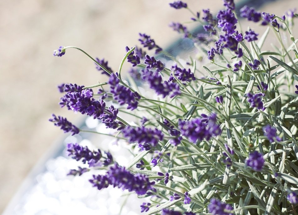 Decoration of beautiful lavender