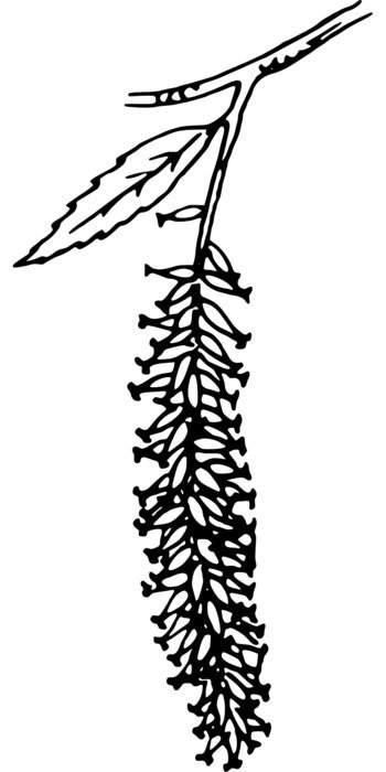 Catkin on the branch clipart