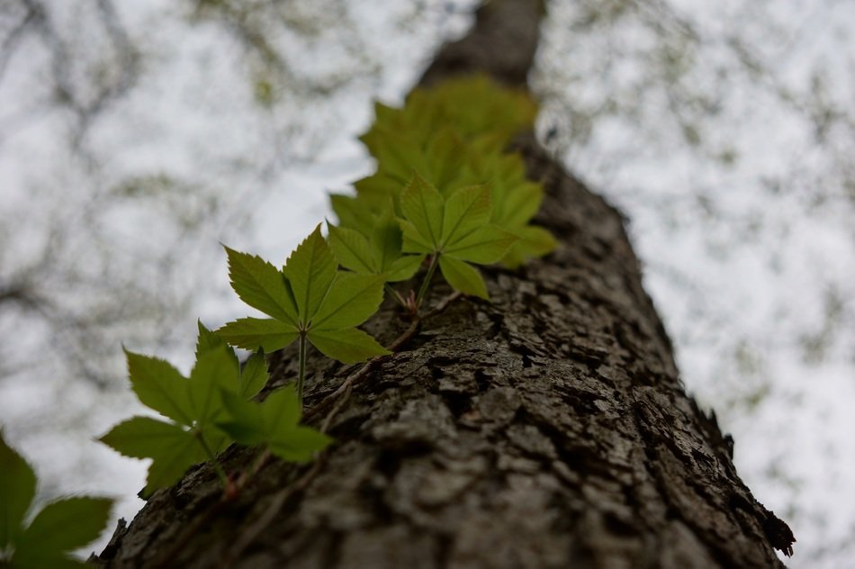 on the trunk of a tree clamberer close-up on blurred background