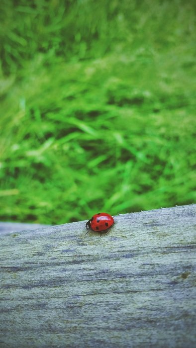 ladybug on weathered log