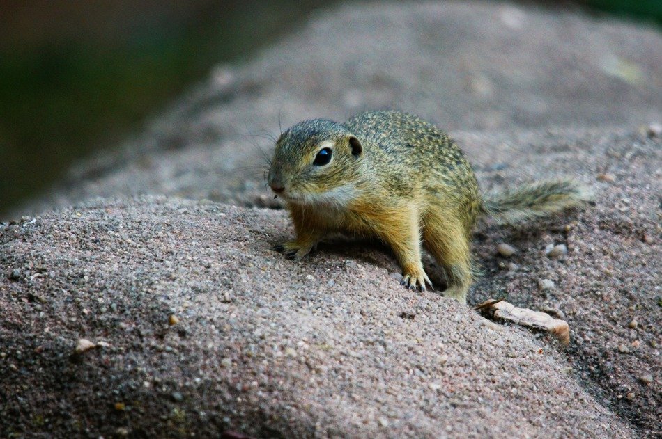 young squirrel on the ground