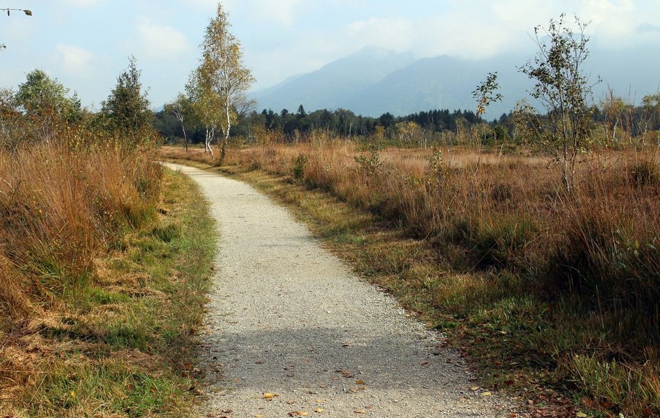 Heide in autumn
