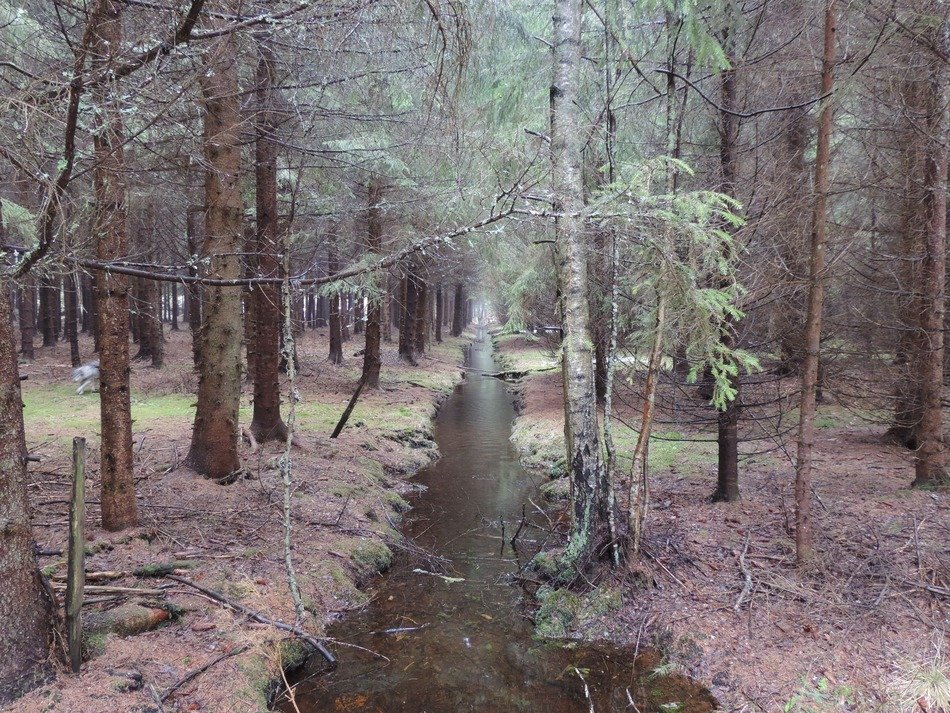 stream in harmony with the forest