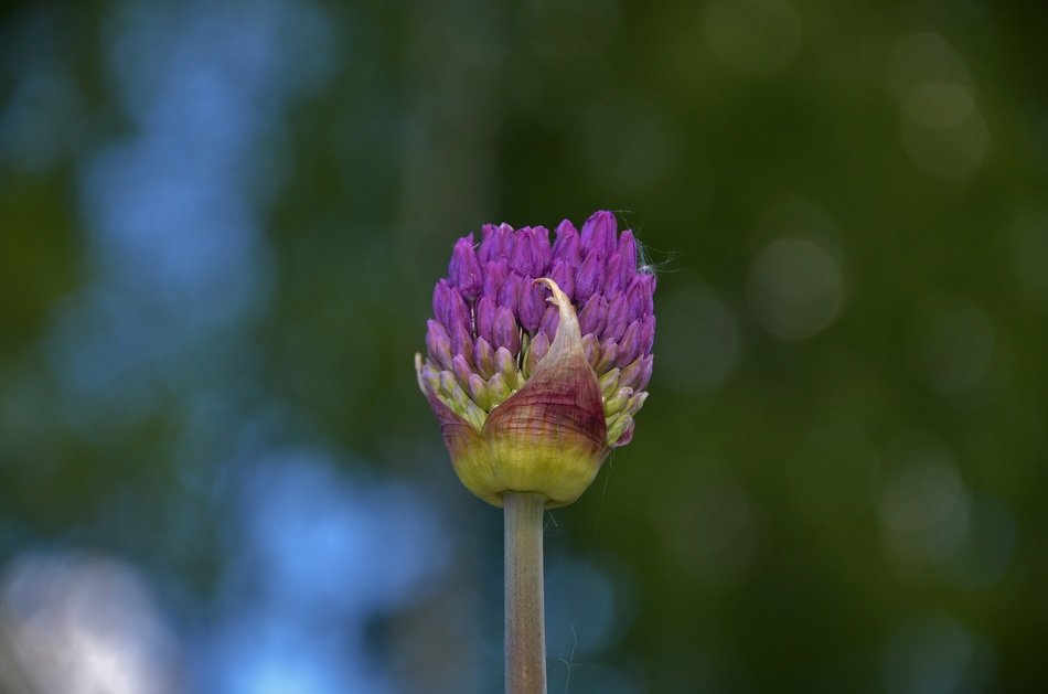 summer flower in the meadow