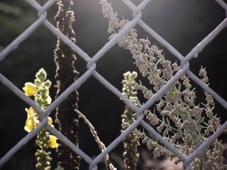 fence mulleins
