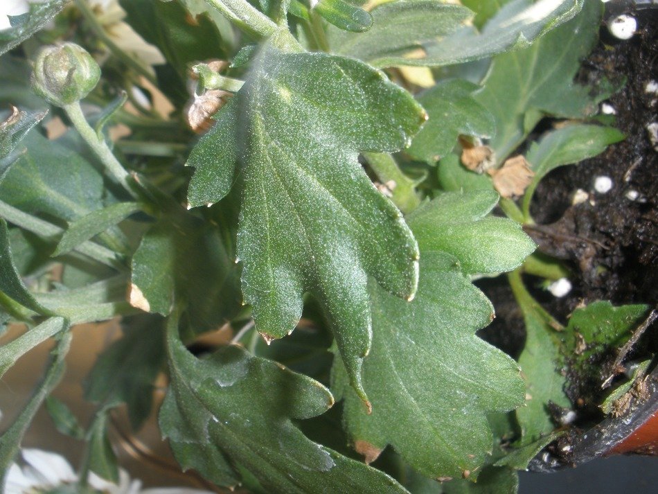 green foliage of chrysanthemums