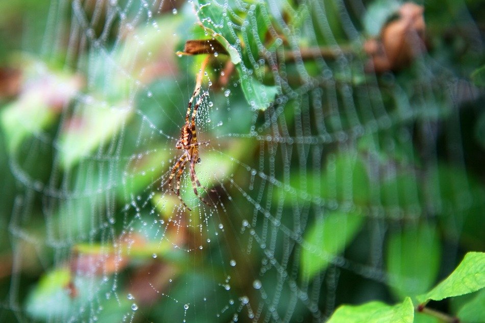 spider web with an insect in the middle