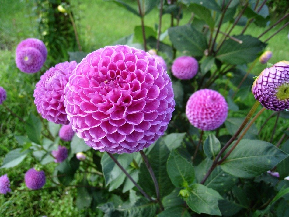 Picture of purple dahlia
