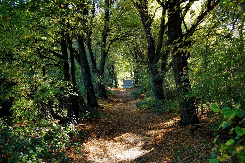 forest trail in gelsenkirchen