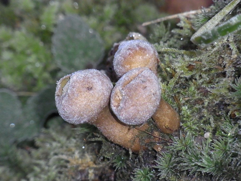 mushrooms in frost close up