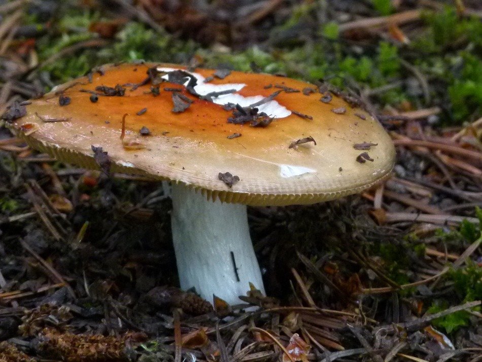 stunning mushroom fungus