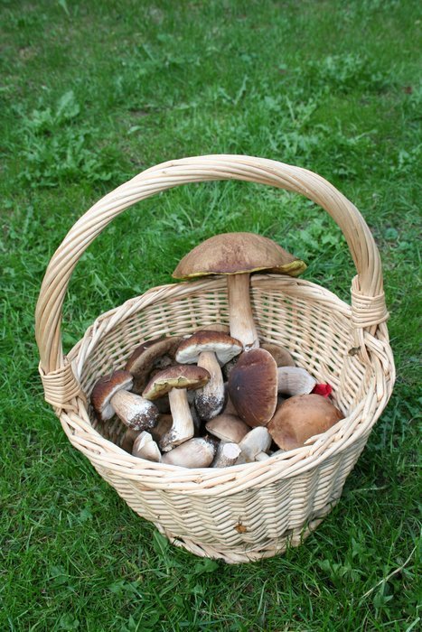 top view of the basket with fungi