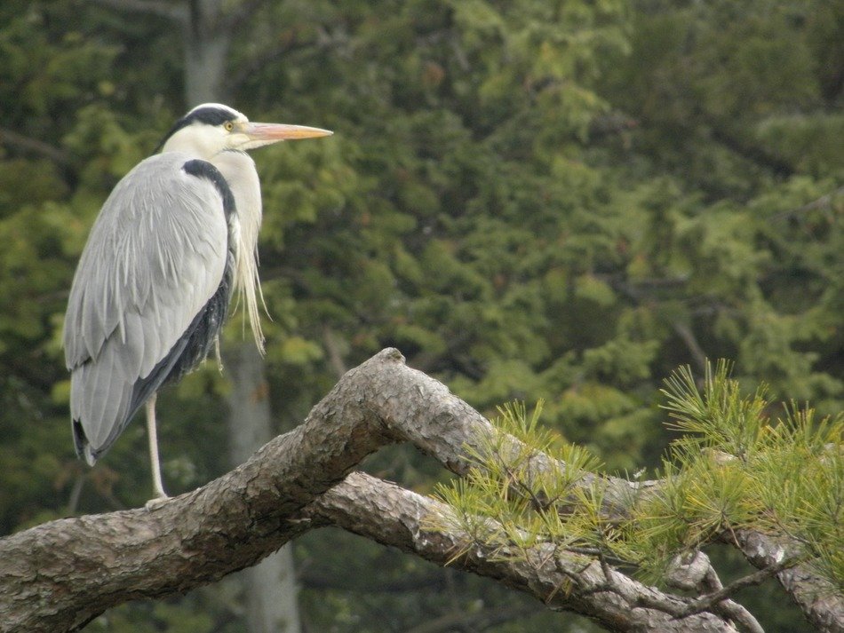 heron on pine branch