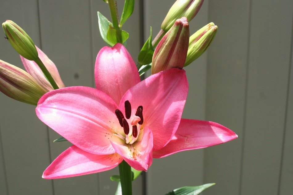 Picture of pink lilies flowers