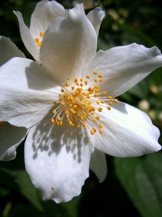 white summer bauer jasmin blooming macro