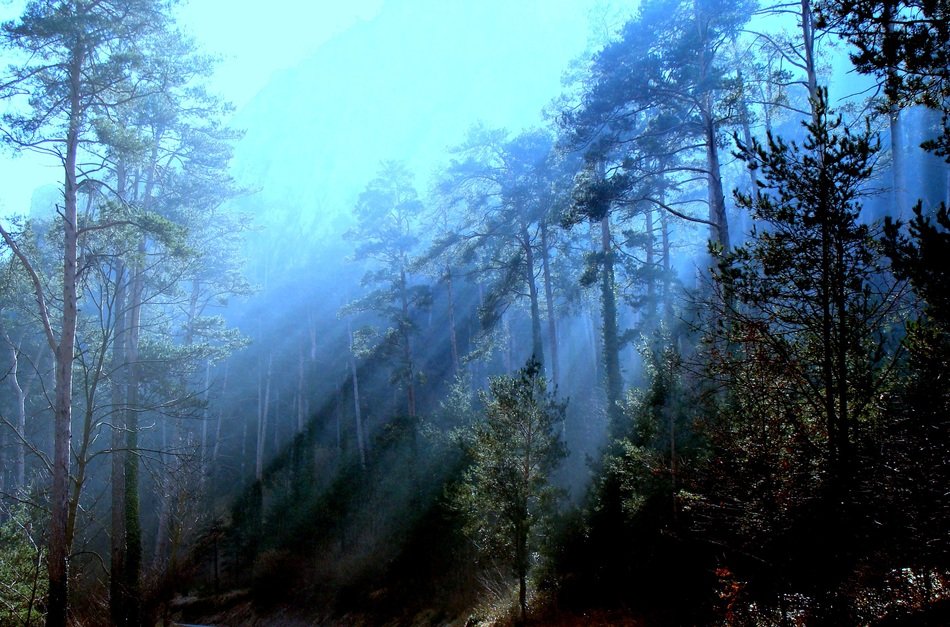 sun's rays through the darkness of the forest