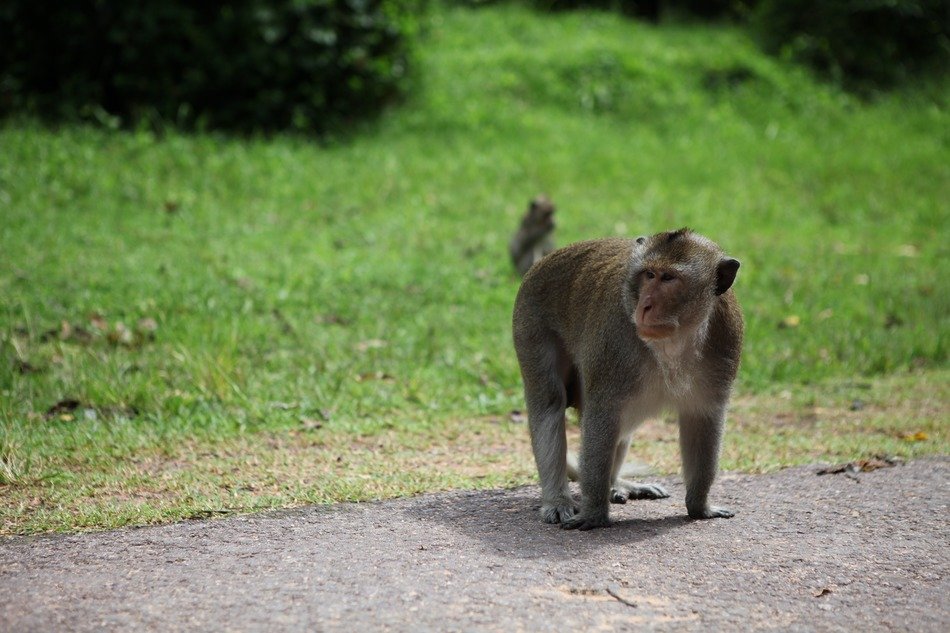 monkey on the road