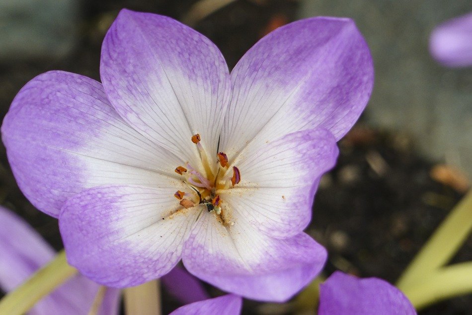 purple flower in autumn