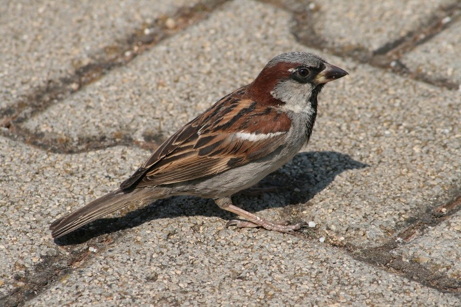 breathtaking bird sparrow