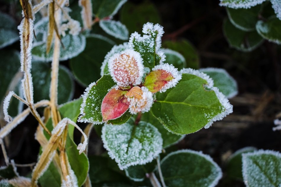 Picture of frost plant