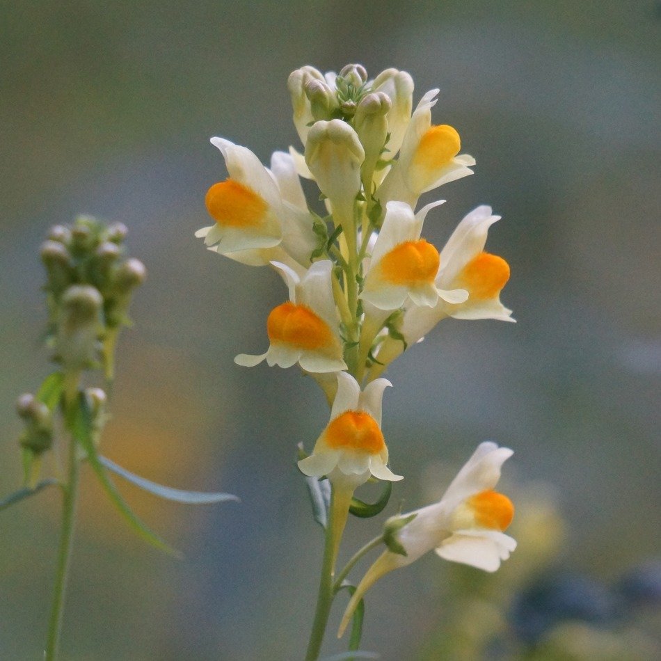 Beautiful colorful toadflax flowers