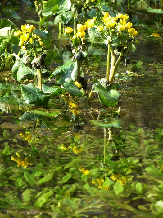 yellow caltha palustris in water