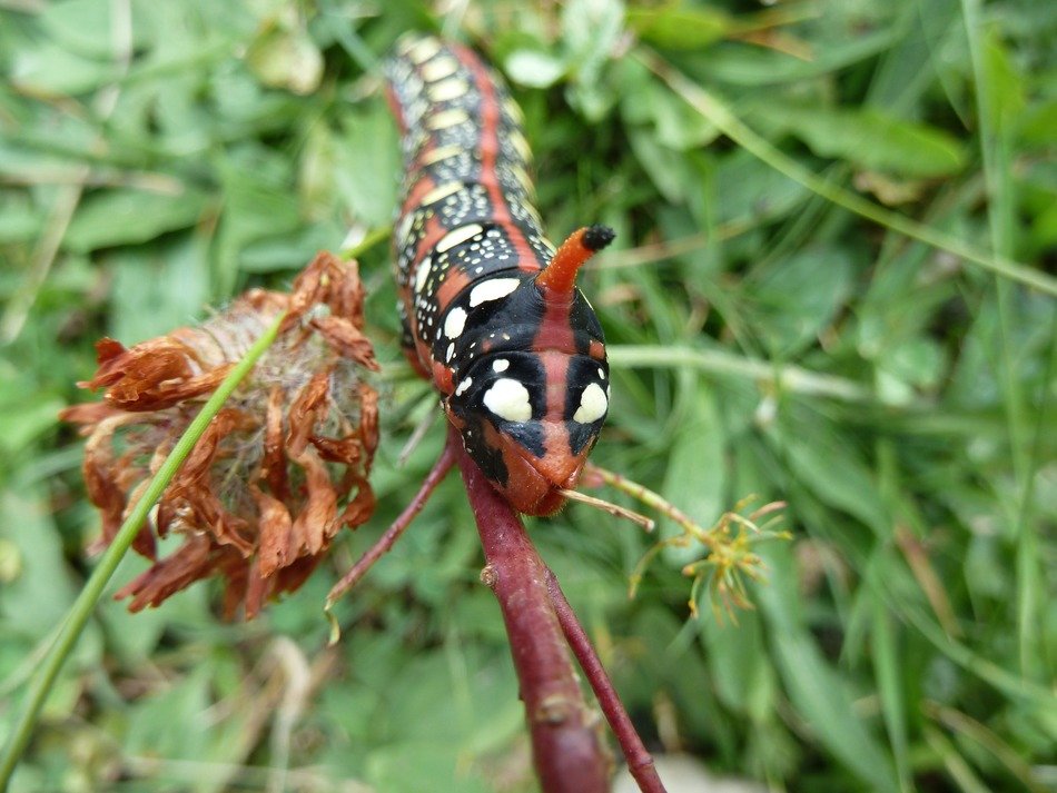 Caterpillar on the branch in nature