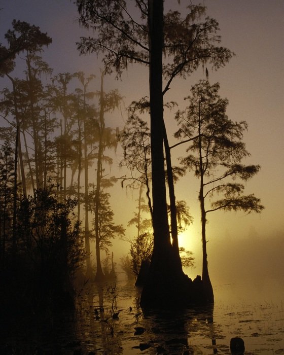 Panoramic view of the reserve at dusk in Georgia