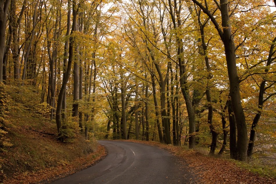 Landscape with the beautiful forest in autumn