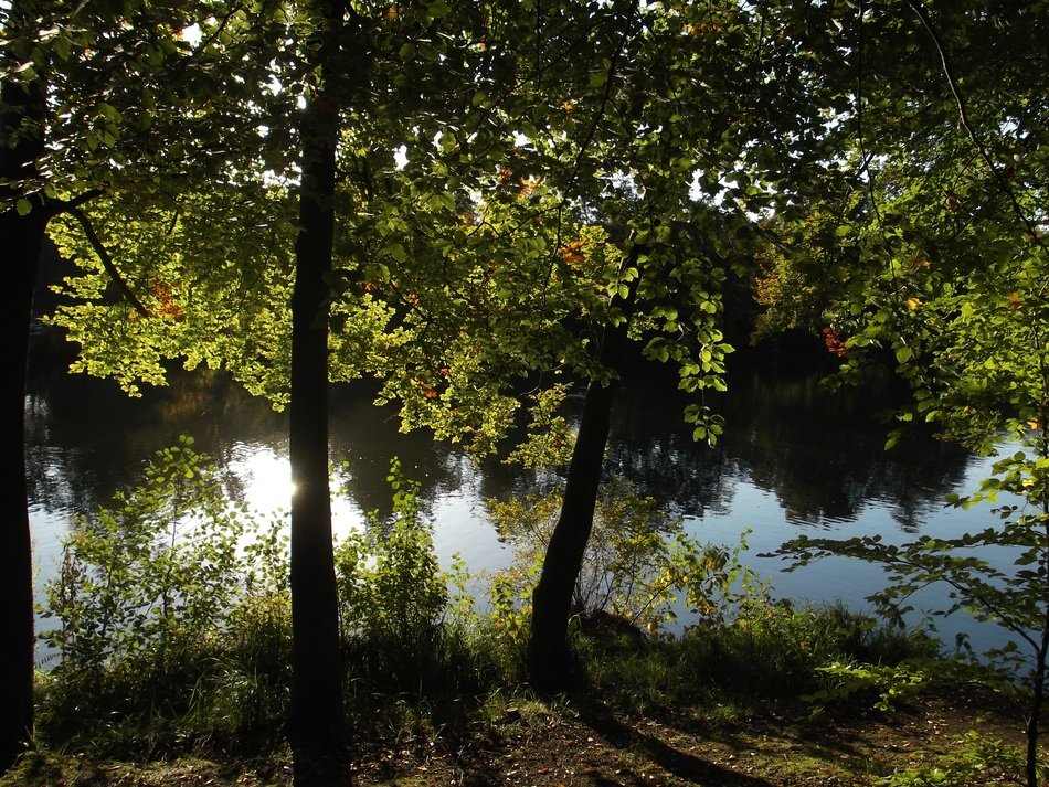 lake in forest at summer