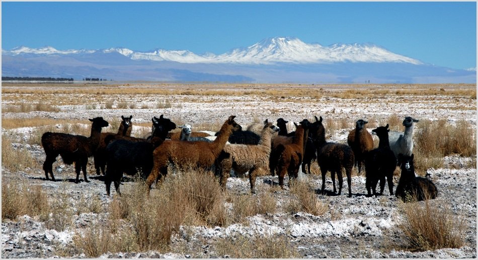 landsape of the lamas in chile