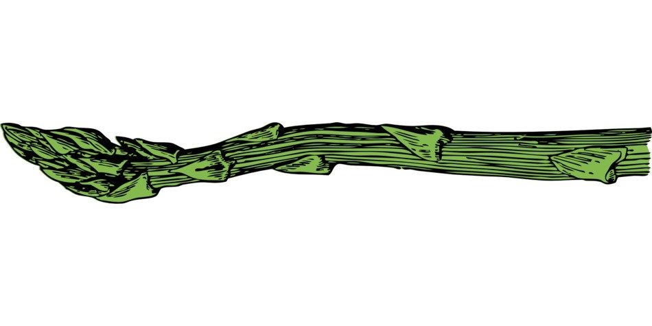 drawing of asparagus