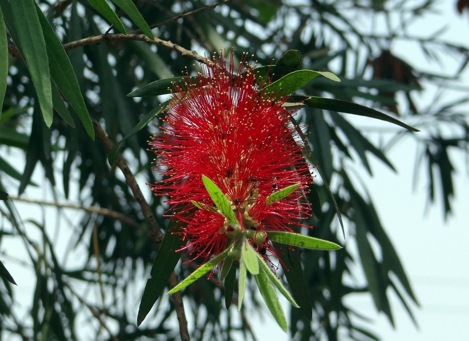 callistemon horsetail tree