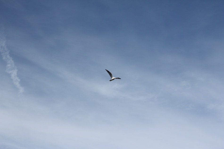 seagull against the blue sky
