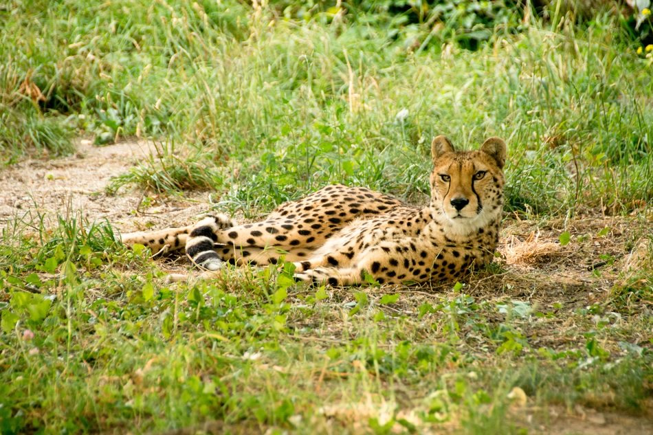 proud cheetah laying down in kenya