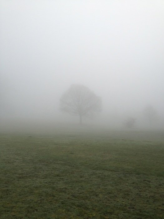 green tree in a meadow in the fog