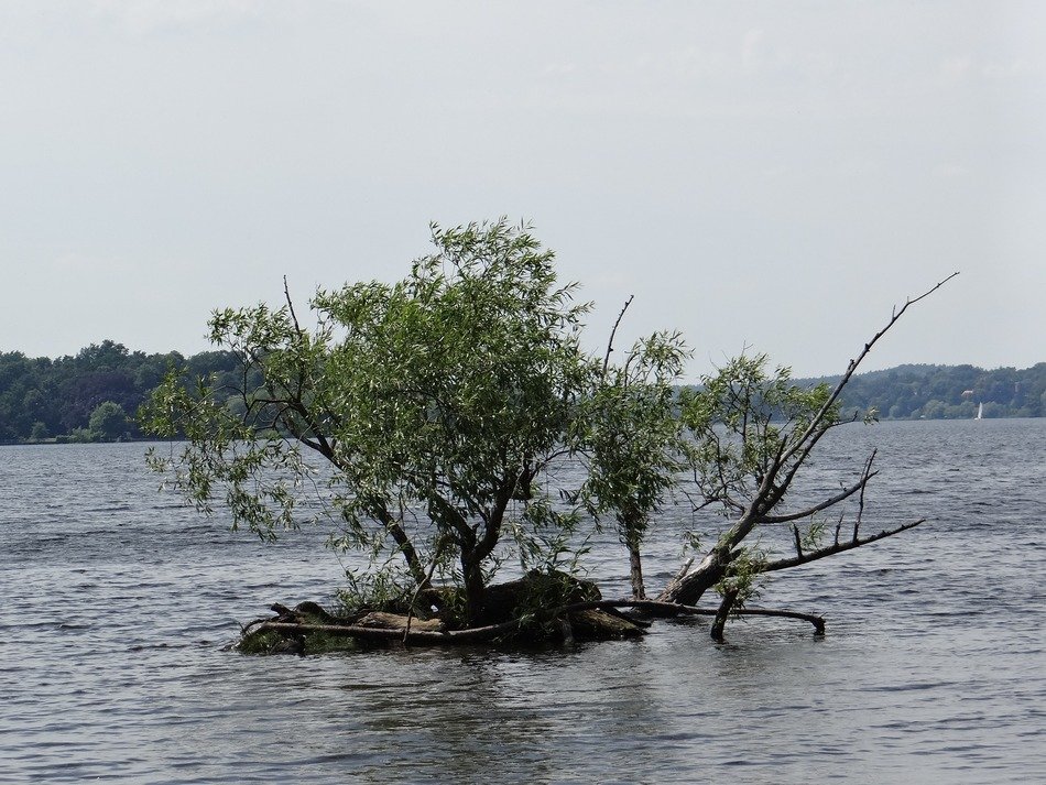 tree under water
